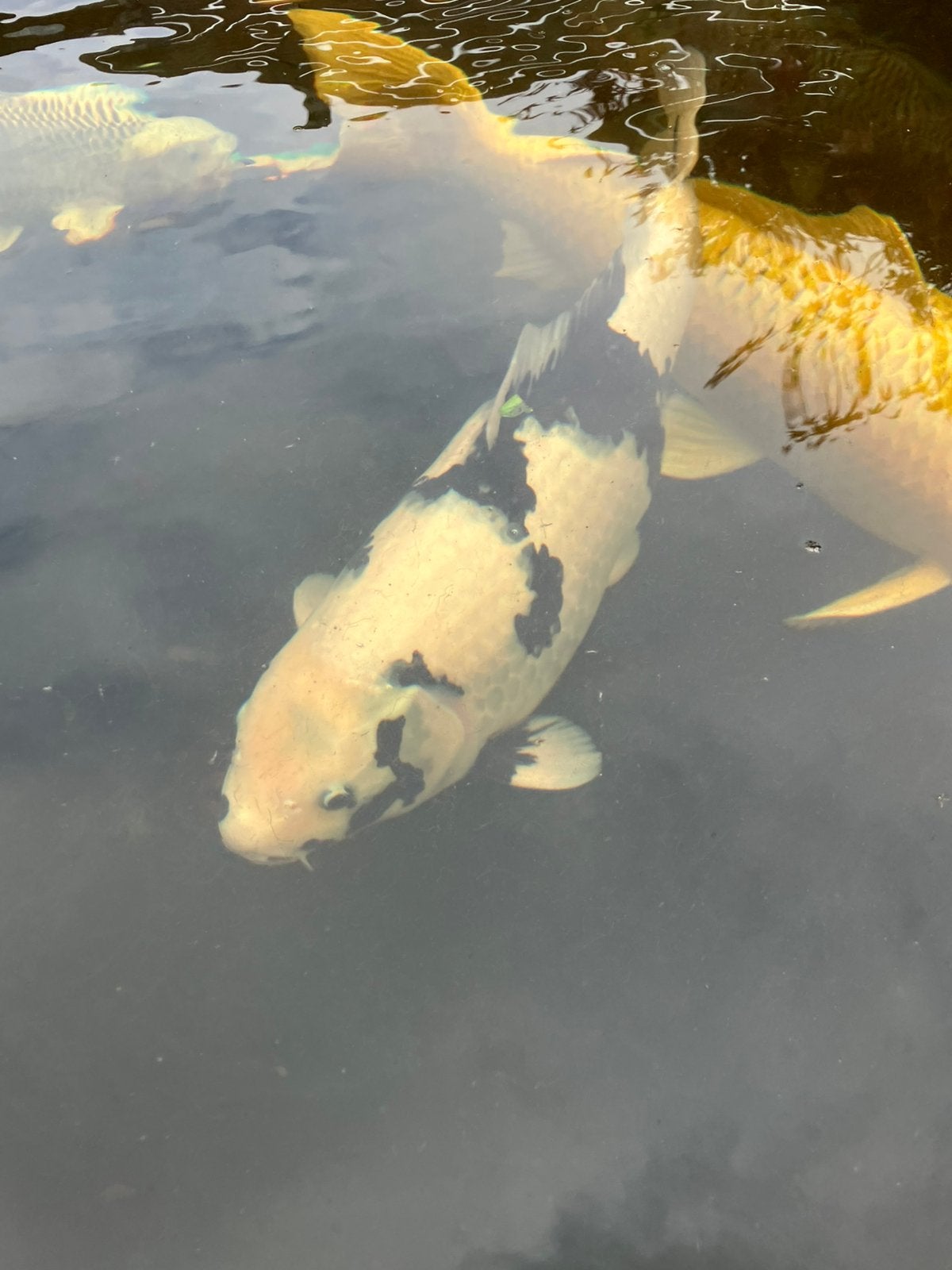 Hq shiro utsuri 60-65 cm, Karper of Koi