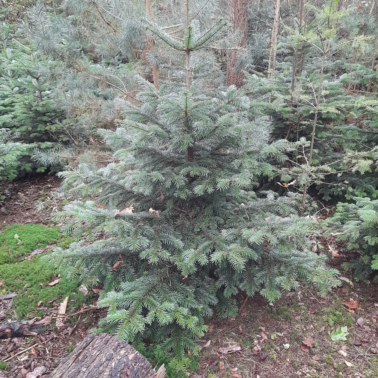 nordmann / kerstbomen te koop, Tuin en Terras, Bloeit niet, Overige soorten, 100 tot 250 cm, Ophalen