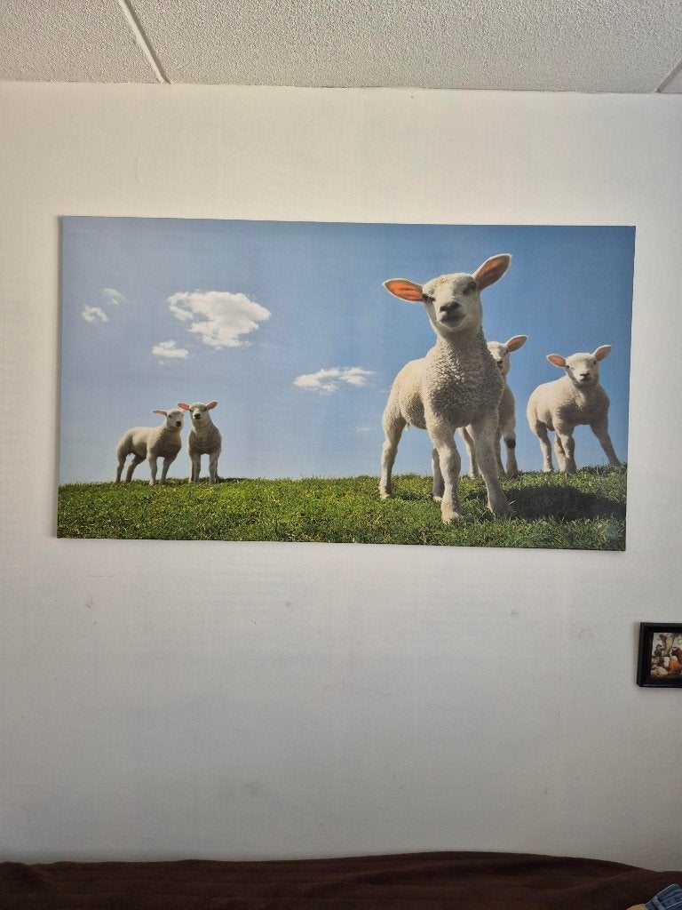 Canvas poster lammetjes, Ophalen, Gebruikt, 125 cm of meer, Foto of Poster