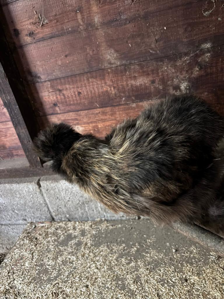 Usa zijdehoen hen te koop, Dieren en Toebehoren, Pluimvee, Vrouwelijk, Kip