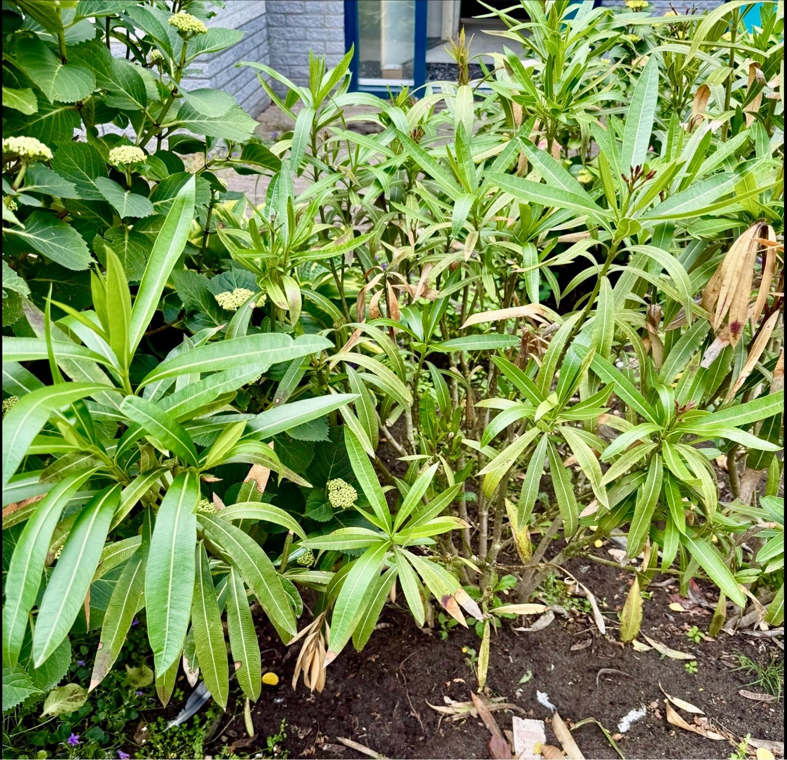 Rode Oleander Plant - Prachtige Mediterrane Struik 3x, Volle zon, Vaste plant, Zomer, Ophalen