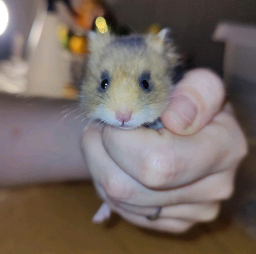 Lief goud witband baby hamster man., Dieren en Toebehoren, Hamster, Augustus, Mannelijk, Tam