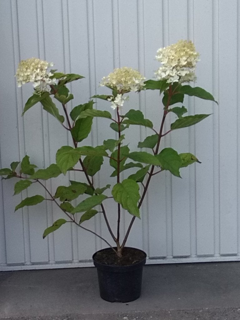 hortensia,hydrangea paniculata phantom, Vaste plant, Halfschaduw, Zomer, Ophalen