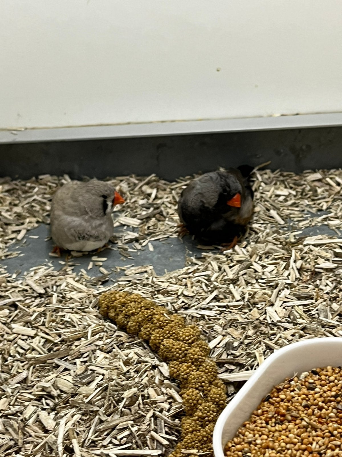 1-1 Zebravink Charcoal x Split Charcoal, Meerdere dieren, Tropenvogel, Geringd