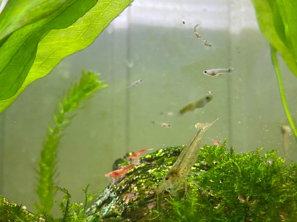 Baby guppen, Dieren en Toebehoren, Vis, Zoetwatervis