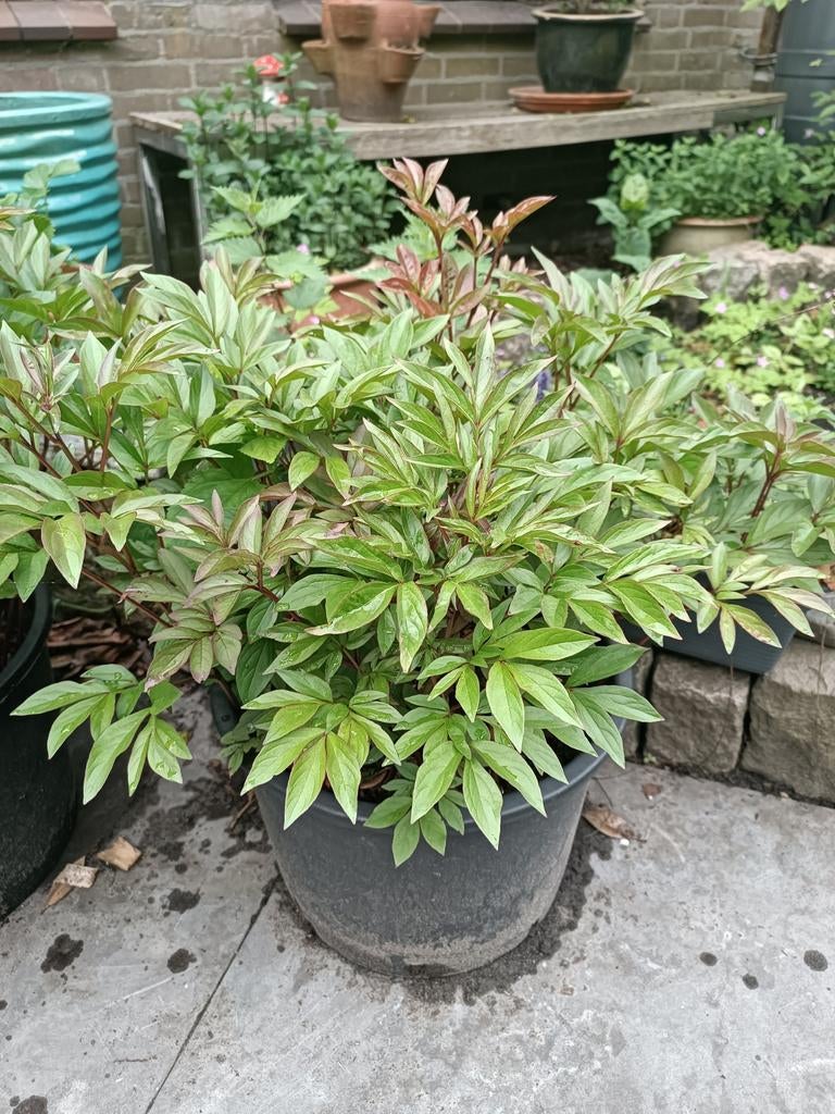 Roze pioenrozen, Tuin en Terras, Planten | Tuinplanten, Ophalen, Vaste plant, Overige soorten, Volle zon