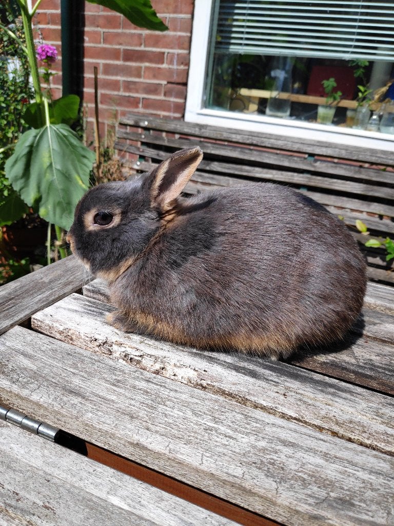 konijn man, Dieren en Toebehoren, Konijnen, Dwerg, Mannelijk, 0 tot 2 jaar