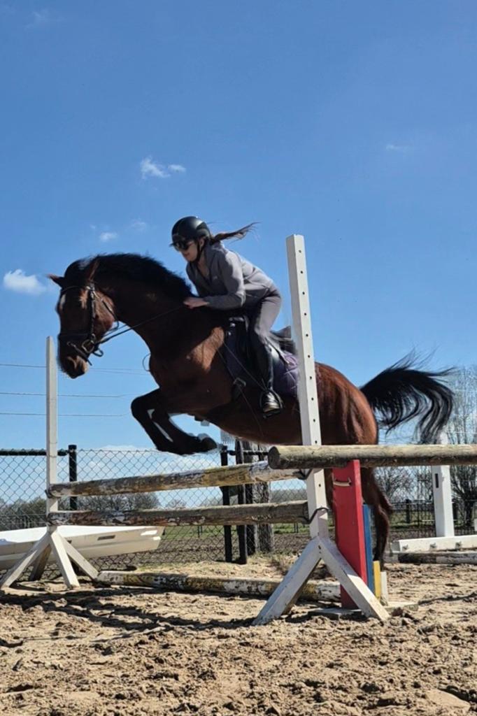 Mooie 5 jarige allround merrie., Merrie, Dressuurpaard, 3 tot 6 jaar