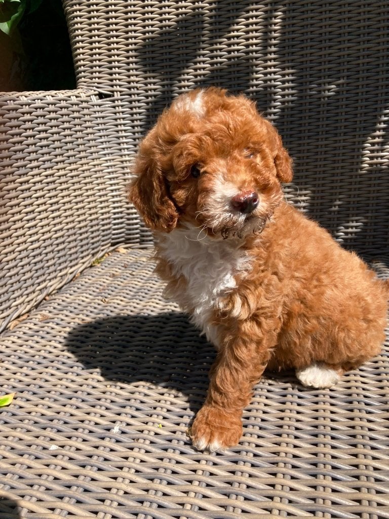 Maltipoo x labradoodle, Parvo, Overige rassen, 8 tot 15 weken, Meerdere