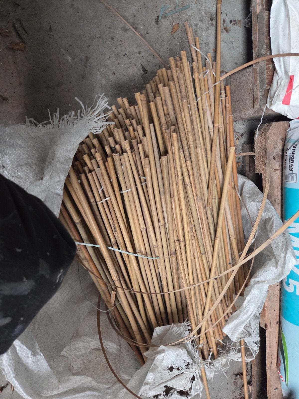 Bamboe stokken 60 cm en 150 cm voor plantenondersteuning - 1, Ophalen, Bloeit niet, Overige soorten