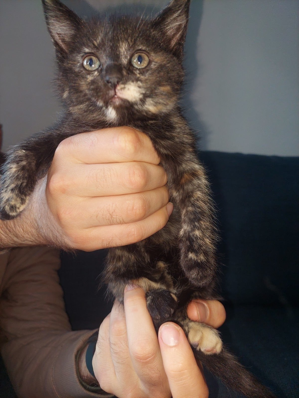 Half Noorse Boskat kitten, Meerdere dieren, Ontwormd