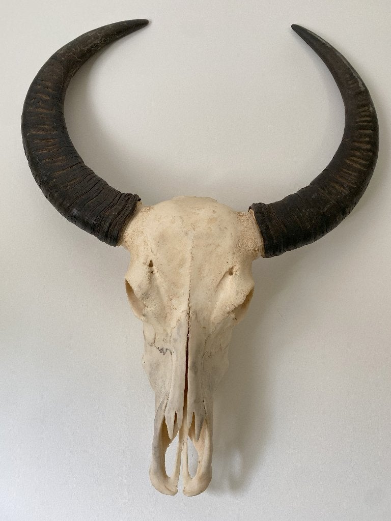 Waterbuffelschedel met hoorns, Ophalen, Gebruikt, Decoratieobject, 66 cm