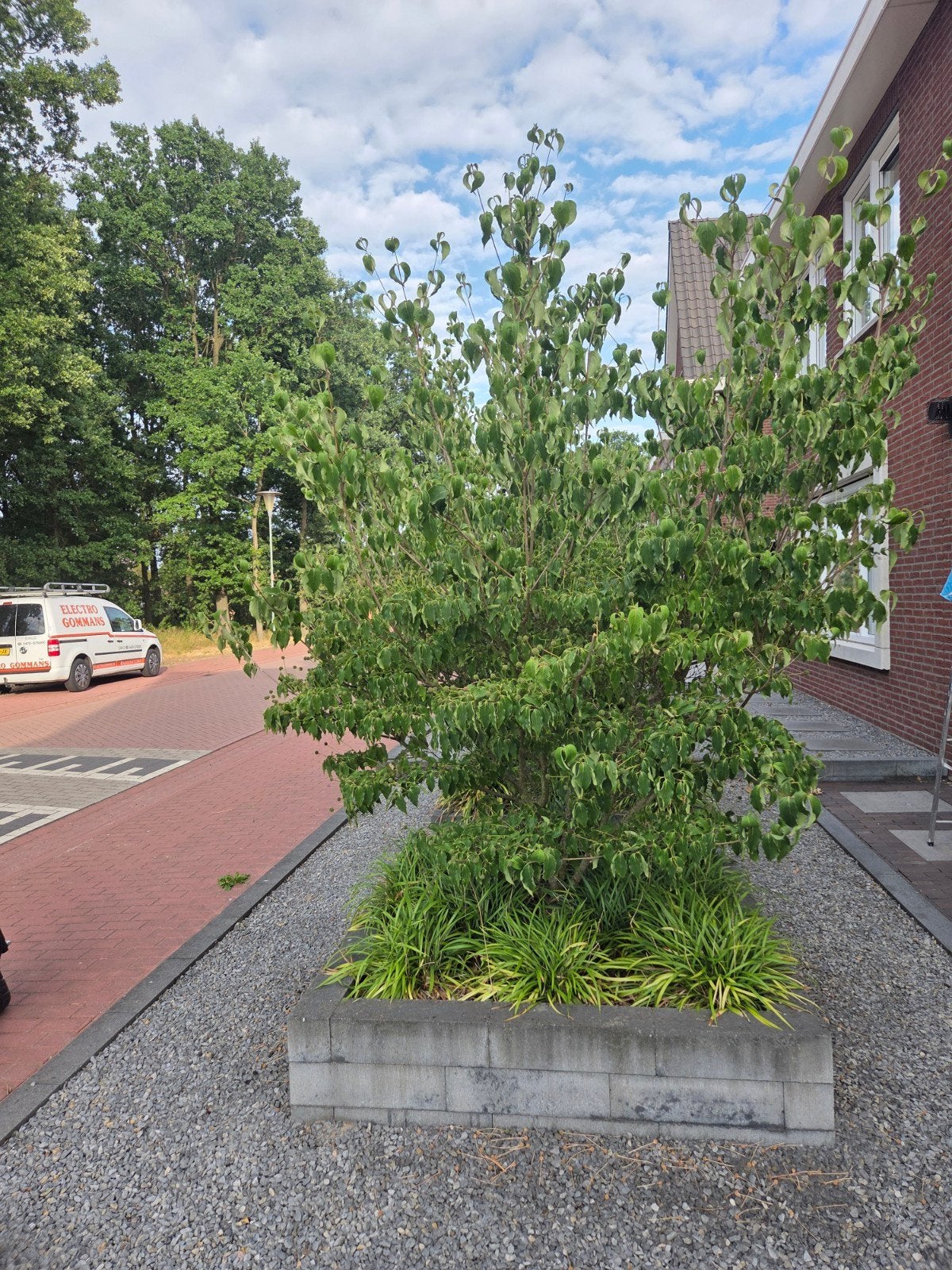 Japanse kornoeltje (Cornus Kousa) (2 stuks), Ophalen, Overige soorten, Volle zon