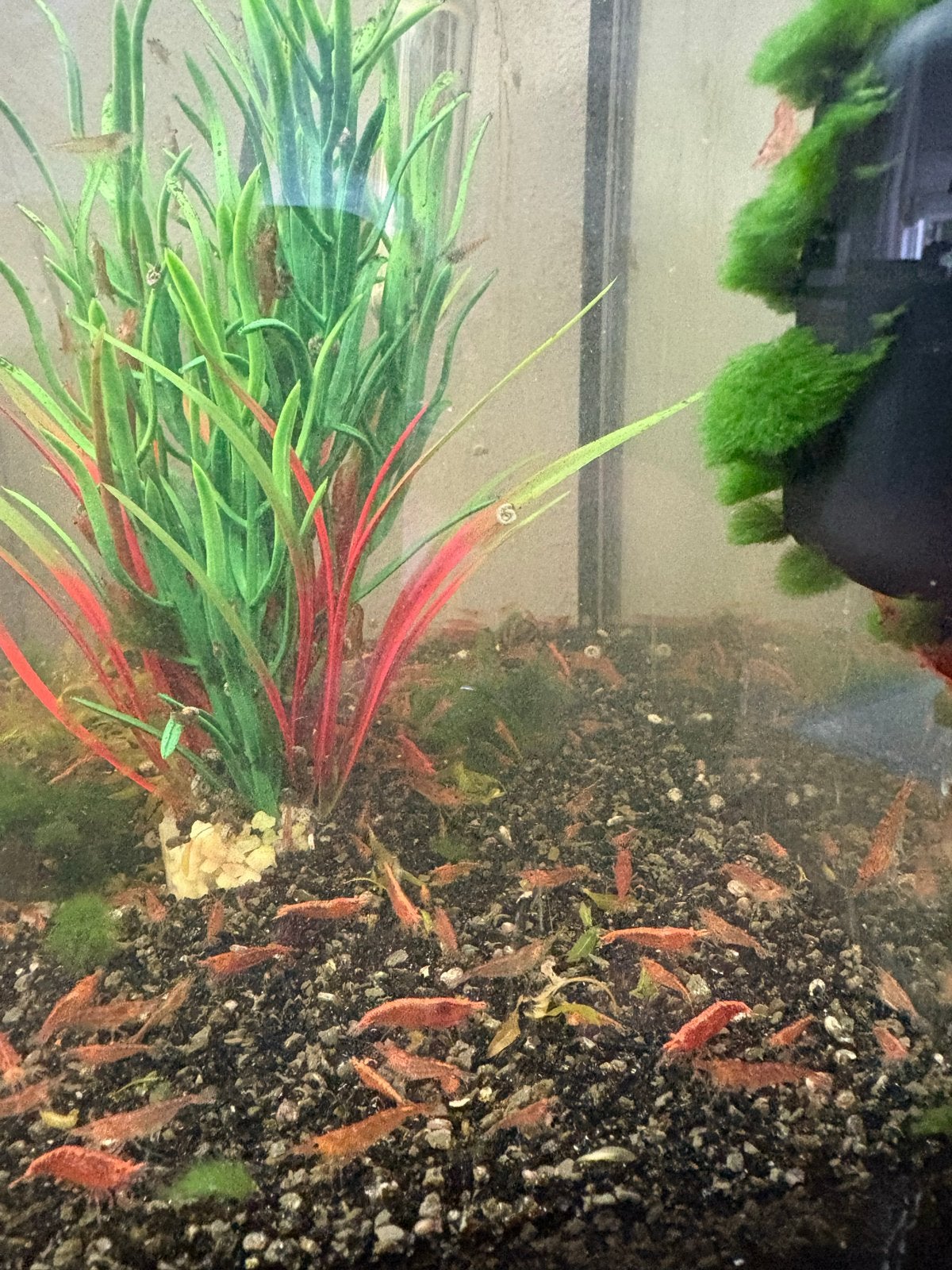 Garnalen, Dieren en Toebehoren, Vissen | Aquariumvissen