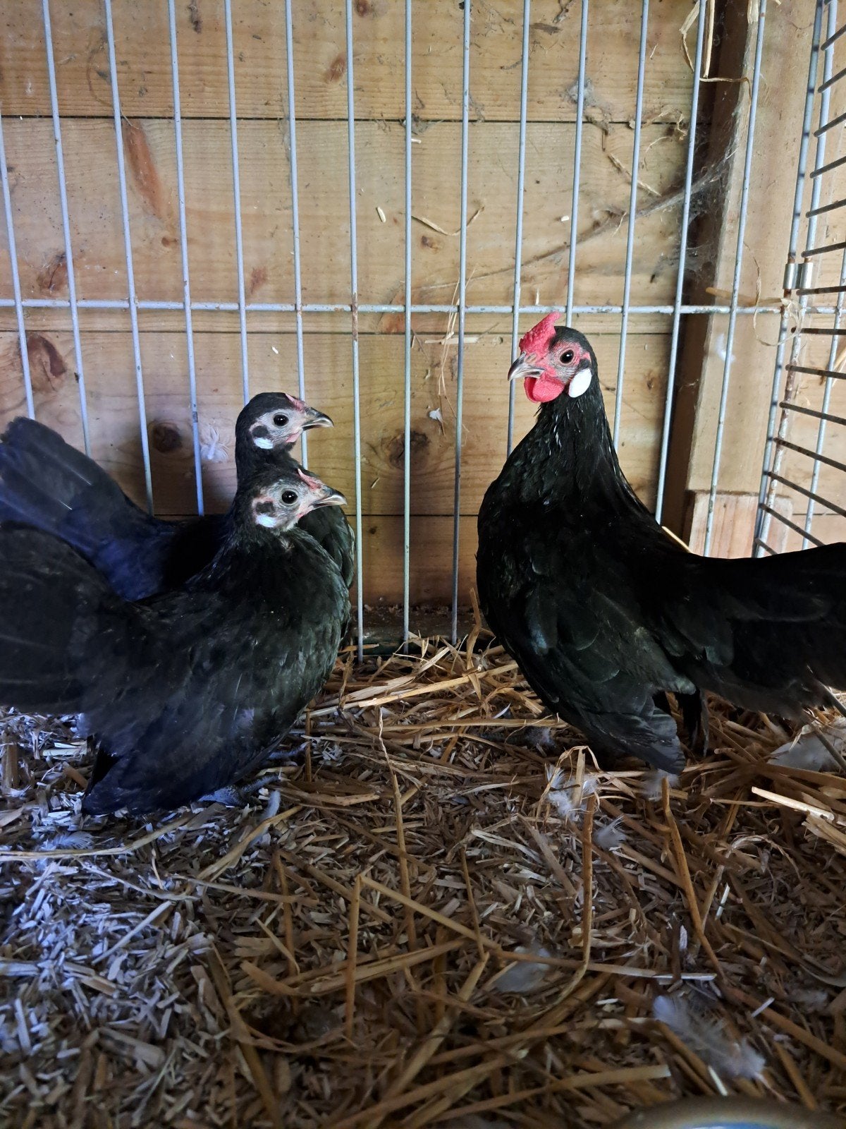 Java kriel trio, Dieren en Toebehoren, Meerdere dieren, Kip