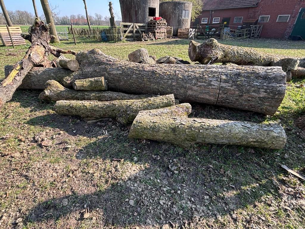 Boomstammen esdoorn, div lengtes en diameter, Ophalen, Overige typen, Overige houtsoorten, 50 mm of meer