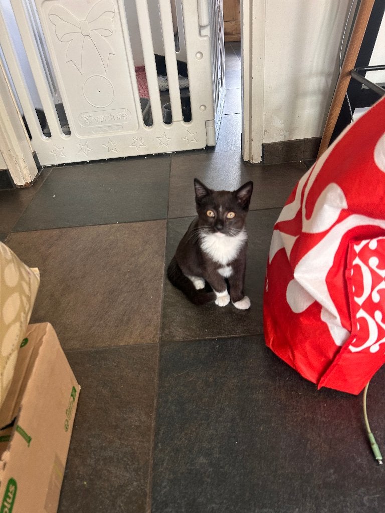 Kruising Brits korthaar kitttens, Kater, Ontwormd, 0 tot 2 jaar