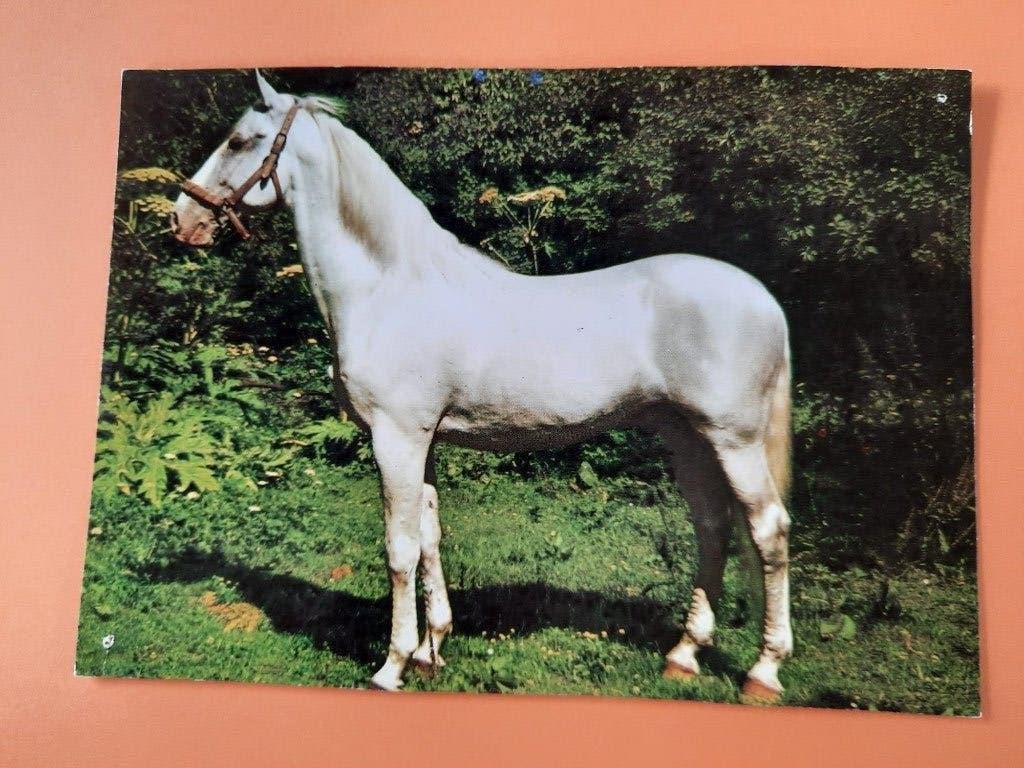 ansichtkaart kaart paard veulen, Verzamelen, Ophalen, 1960 tot 1980, Ongelopen, Paard