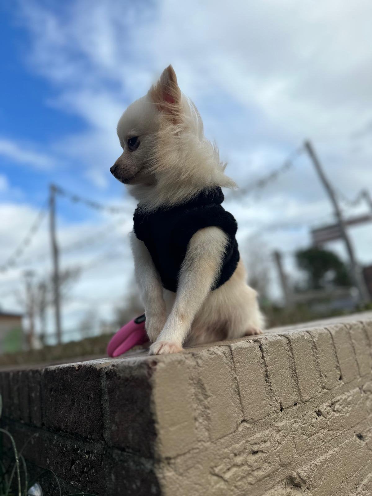 Lieve pomchi, Reu, Eén hond, Chihuahua, 3 tot 5 jaar