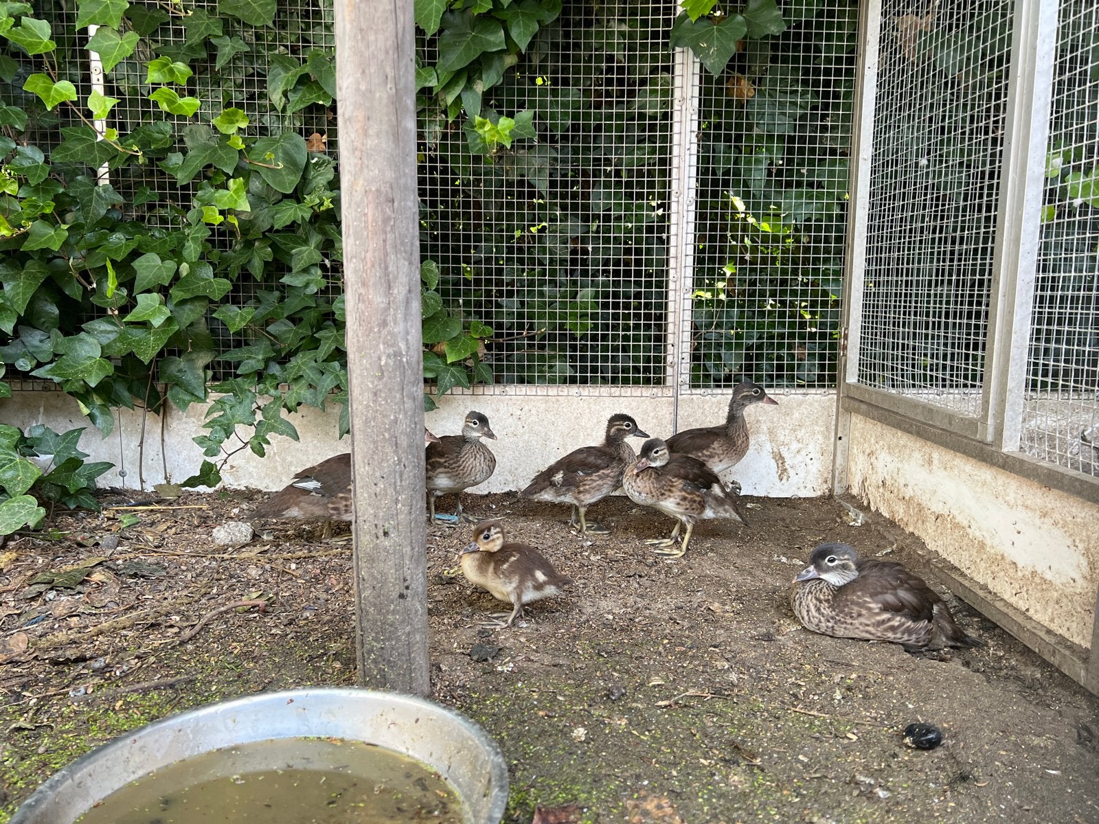 Jonge mandarijneenden, Dieren en Toebehoren, Pluimvee, Meerdere dieren, Eend