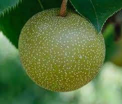 Nashipeer Churjoy & Nisekii heerlijk fruit, Lente, Overige soorten, Volle zon, In pot