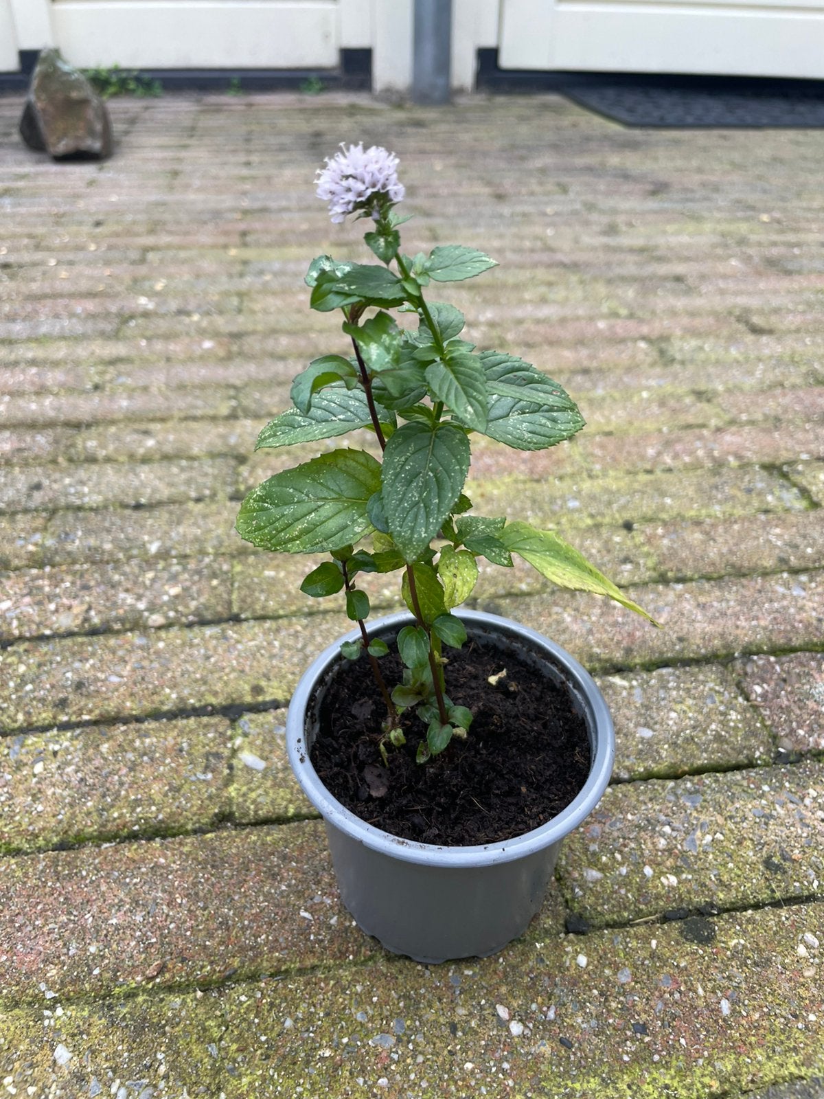 🪴 Biologische lavendelmunt muntplantje lavendel munt, Ophalen, Volle zon, Vaste plant, Kruiden