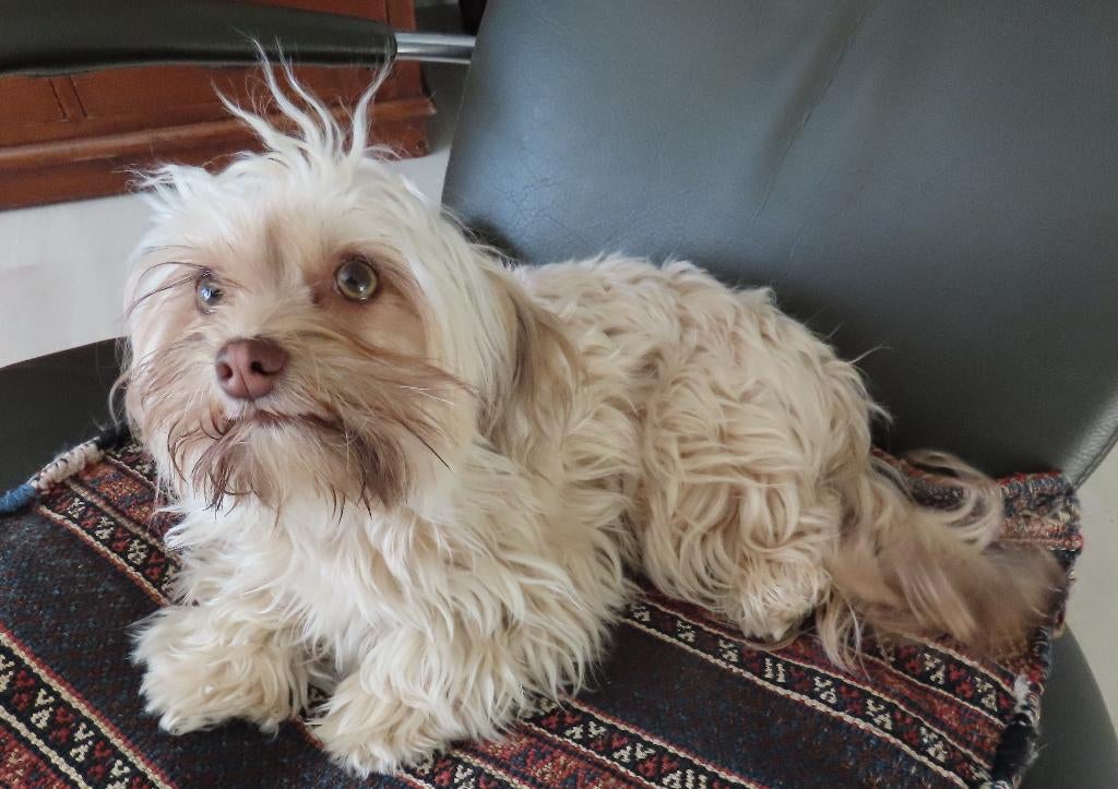 bolonka zwetna teefje gesteriliseerd 1 jaar, Dieren en Toebehoren, Honden | Chihuahua's en Gezelschapshonden, Particulier, 15 weken tot 1 jaar