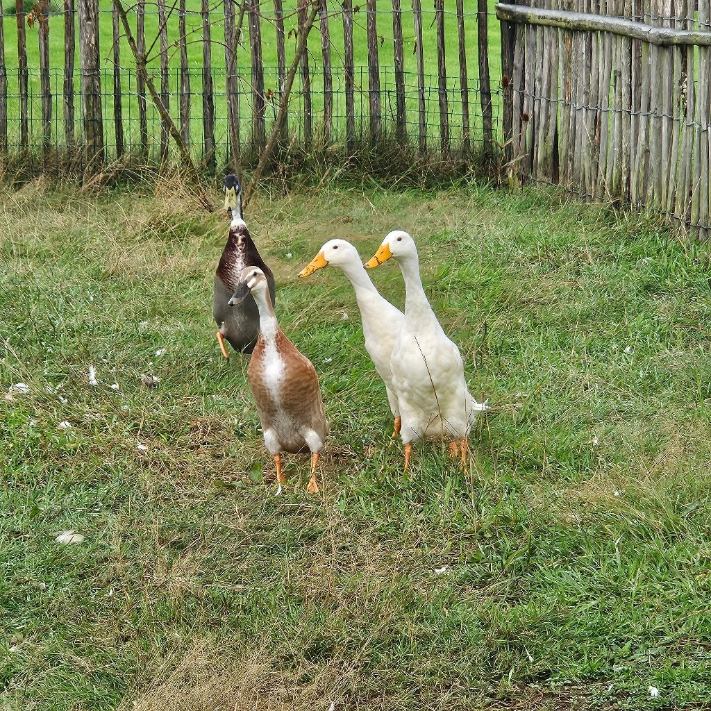 Indische loopeend, Dieren en Toebehoren, Vrouwelijk, Eend
