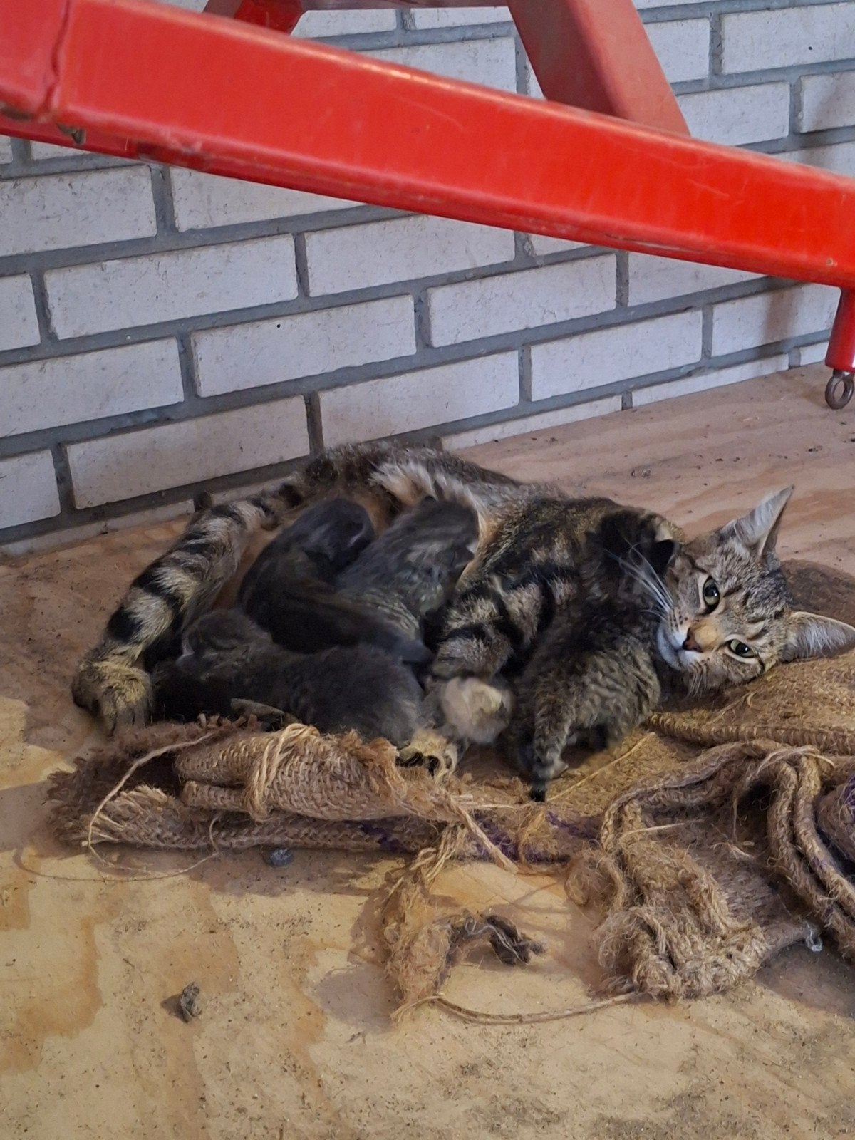 nestje lieve katertjes