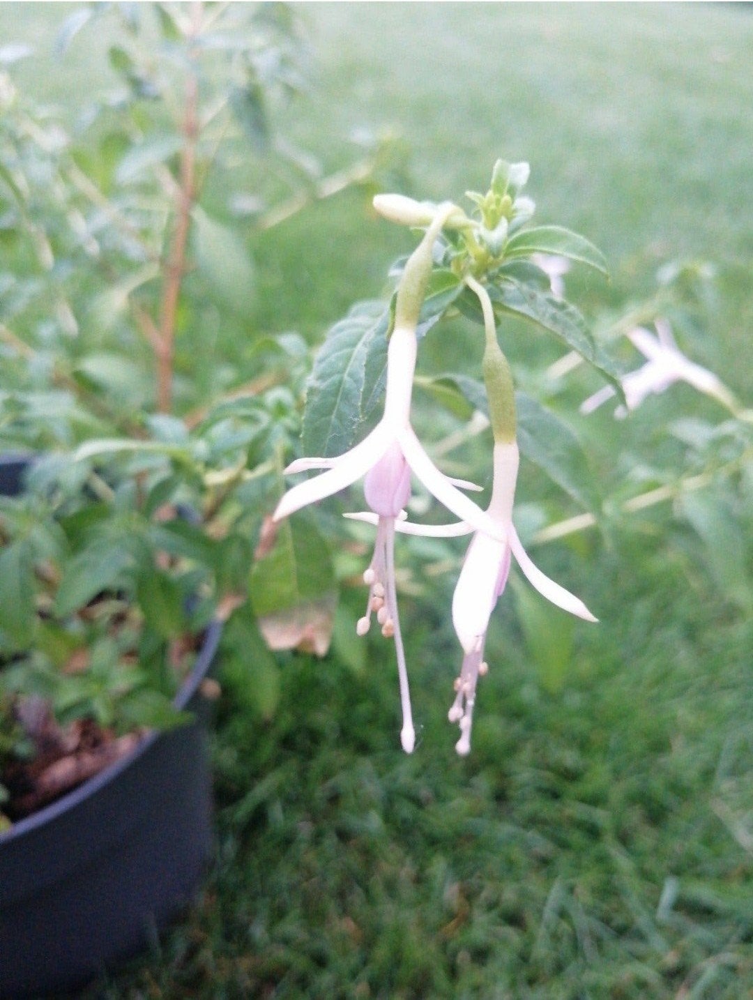 Winterharde Fuchsia met witte bloemen, Tuin en Terras, Vaste plant, Halfschaduw, Zomer, Ophalen