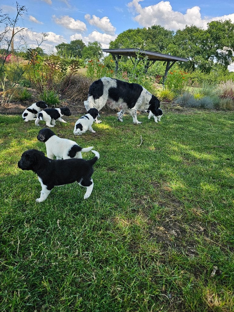 mooie stabij pups, 8 tot 15 weken, Parvo, Meerdere, Meerdere dieren