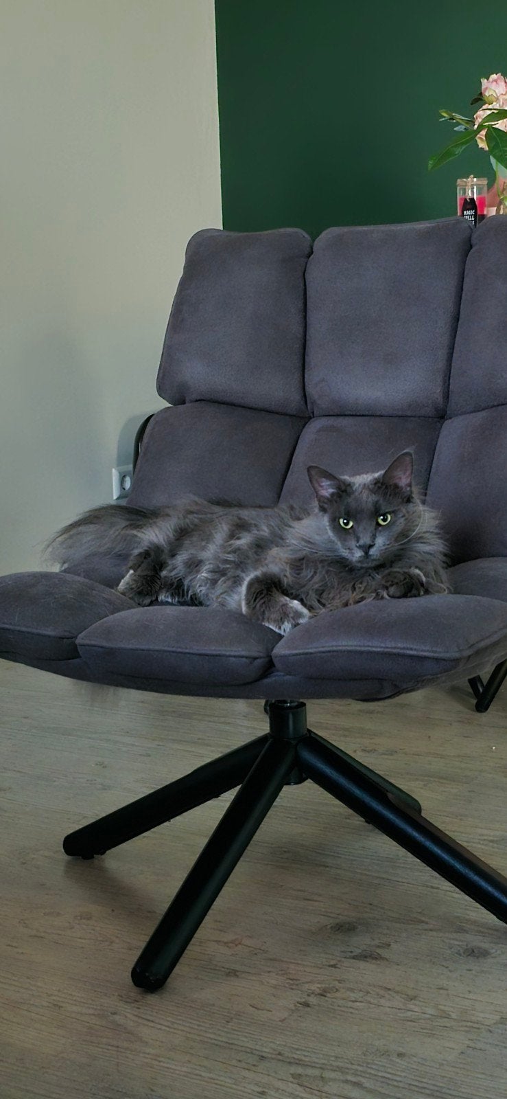 vermist dex, Dieren en Toebehoren, Vermiste en Gevonden Dieren, Kat