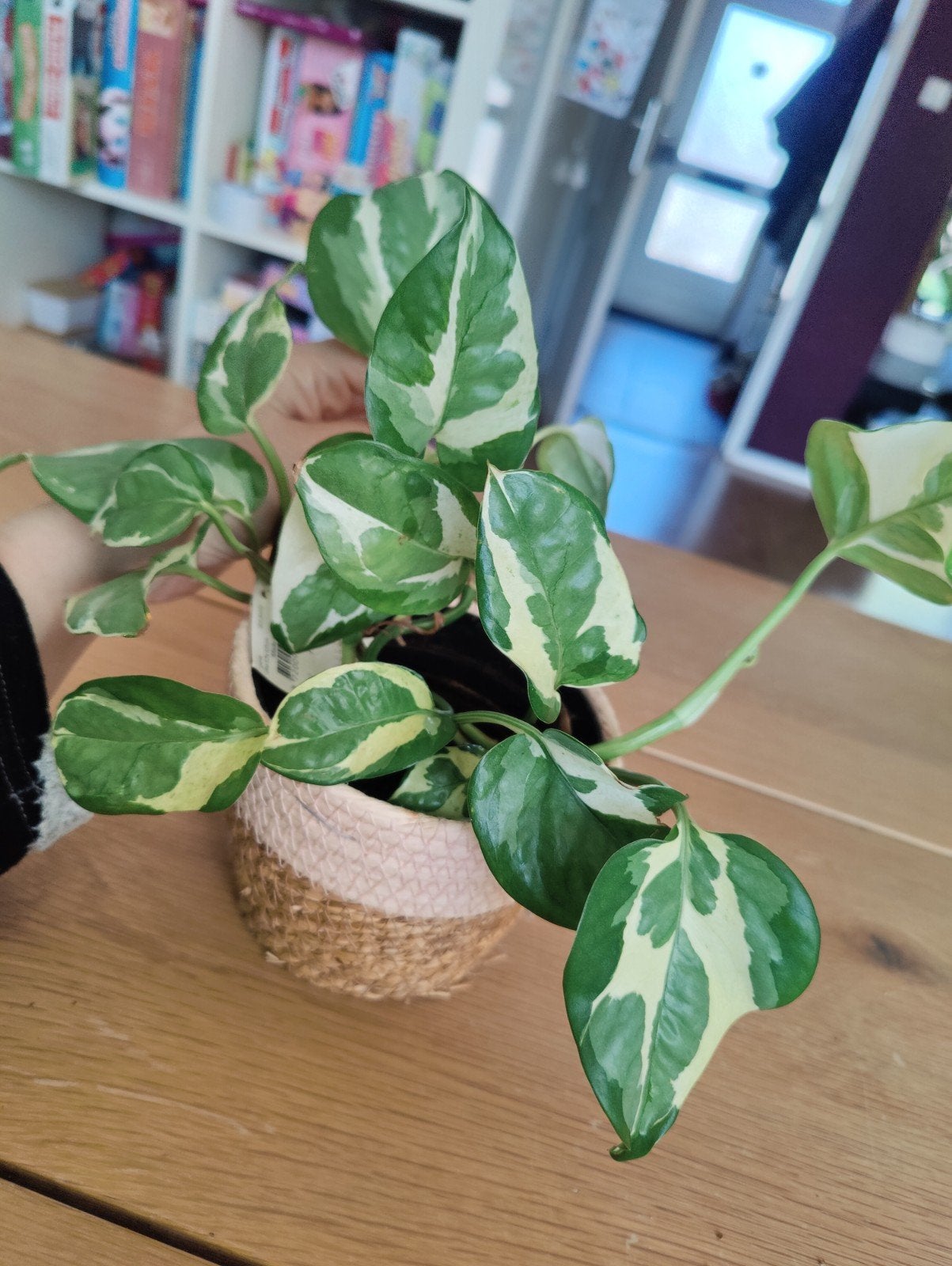 Scindapsus epipremnum njoy, Huis en Inrichting, Kamerplanten, Ophalen, Halfschaduw, Minder dan 100 cm