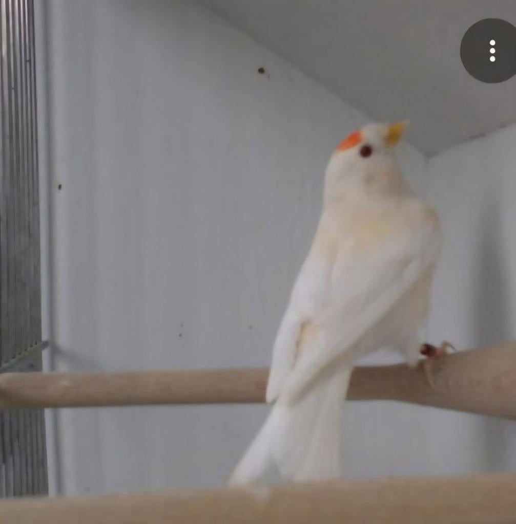 Gezocht koppel bonte of isabel barmsijsjes, Meerdere dieren, Parkiet
