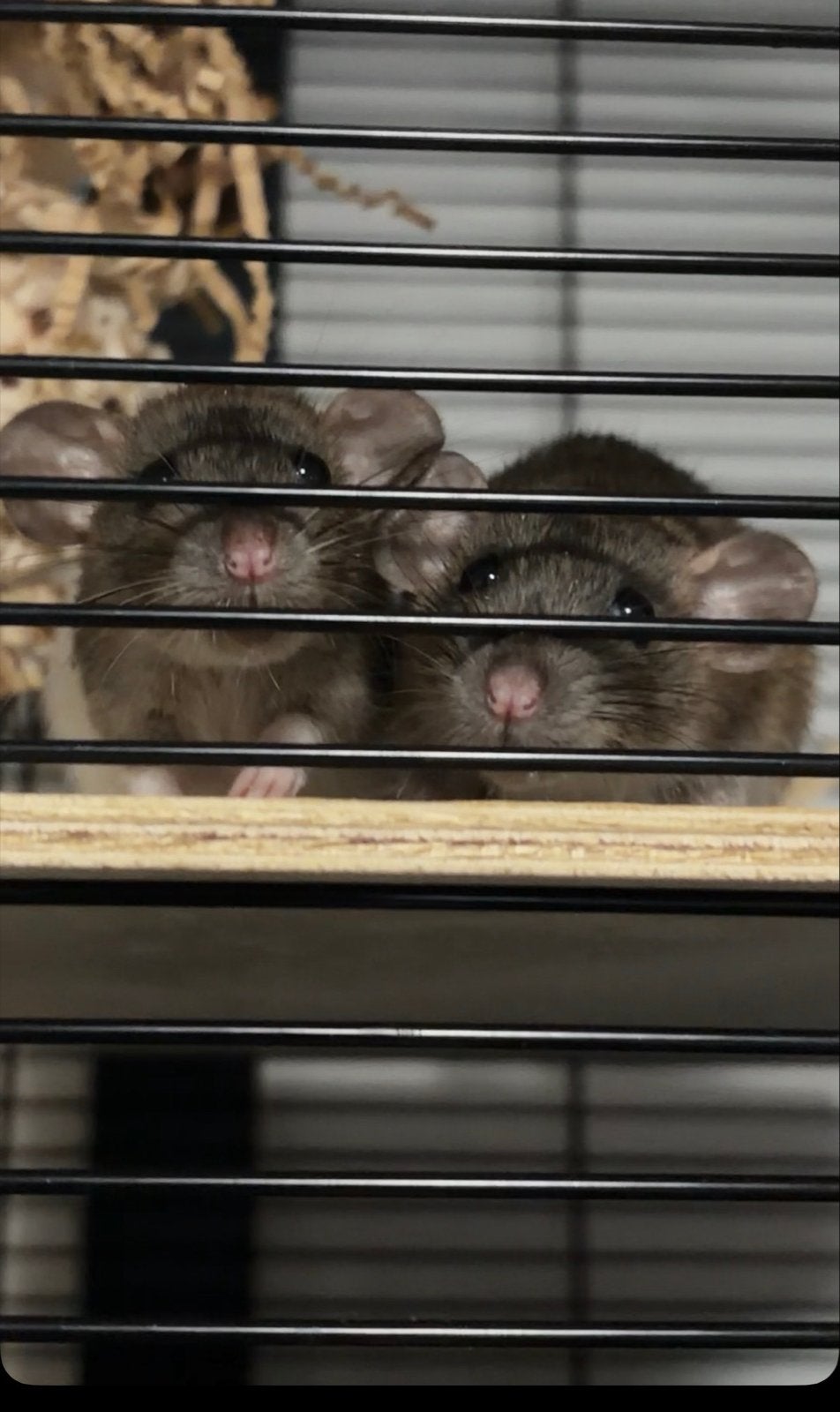 Dwerg ratjes, Dieren en Toebehoren, Knaagdieren, Rat, Vrouwelijk, Mei, Tam