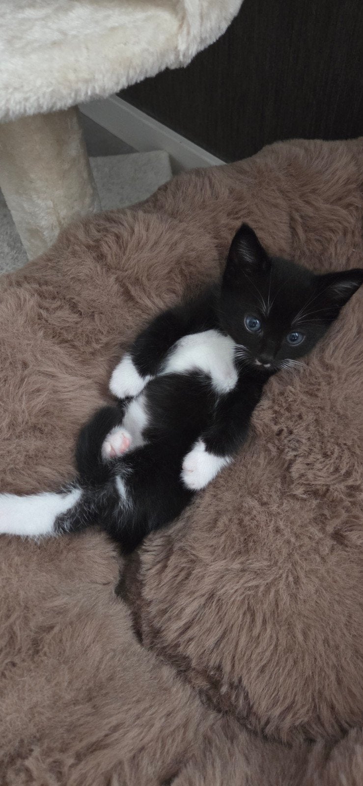 3 lieve katertjes – kruising Blauwe Rus x Europese korthaar, Dieren en Toebehoren, Katten en Kittens | Overige Katten, Kater