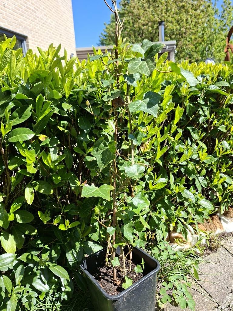 Groene klimop, Ophalen, Vaste plant, Bloeit niet, Halfschaduw