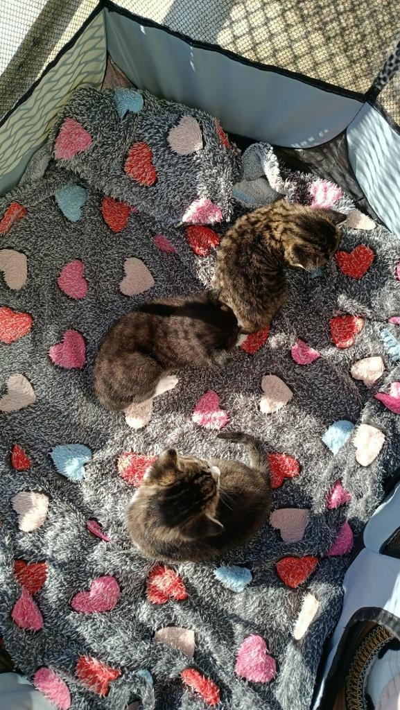 3 katers, Dieren en Toebehoren, Meerdere dieren, 0 tot 2 jaar