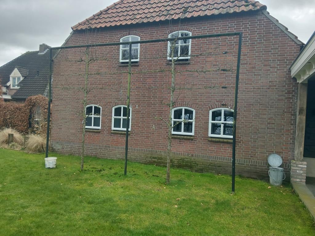 Lei bomen frame, leiboom, Tuin en Terras, Ophalen of Verzenden, Bloeit niet, Halfschaduw, Overige soorten