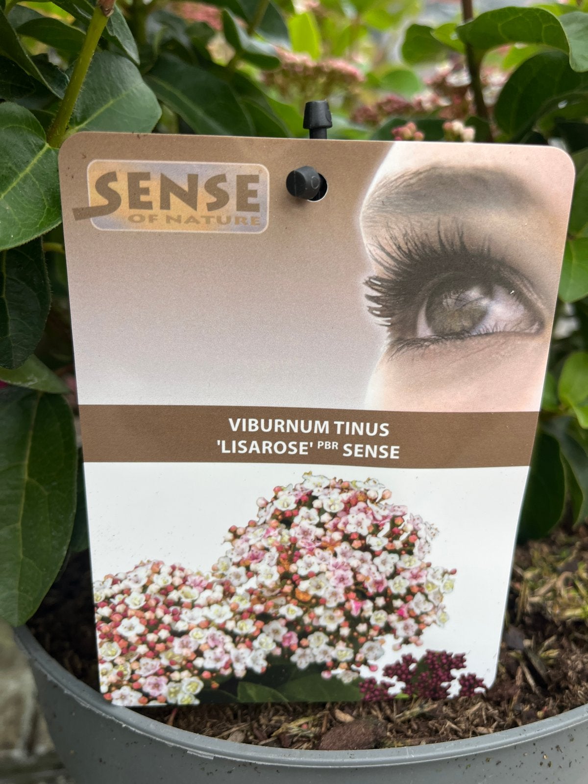 Viburnum Tinus 'Lisarose' PBR Sense - Winterharde Sneeuwbal, Tuin en Terras, Overige soorten, Volle zon, Vaste plant, Ophalen of Verzenden