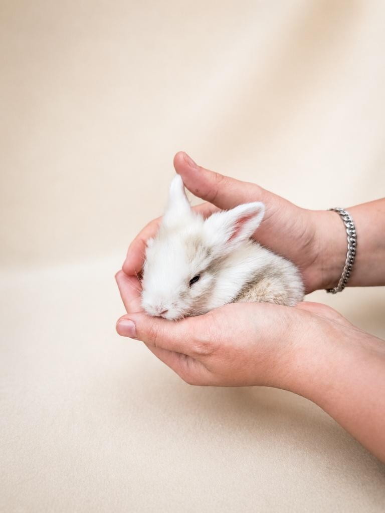 Teddy widder x leeuwenkop konijntjes, Meerdere dieren, Klein, 0 tot 2 jaar