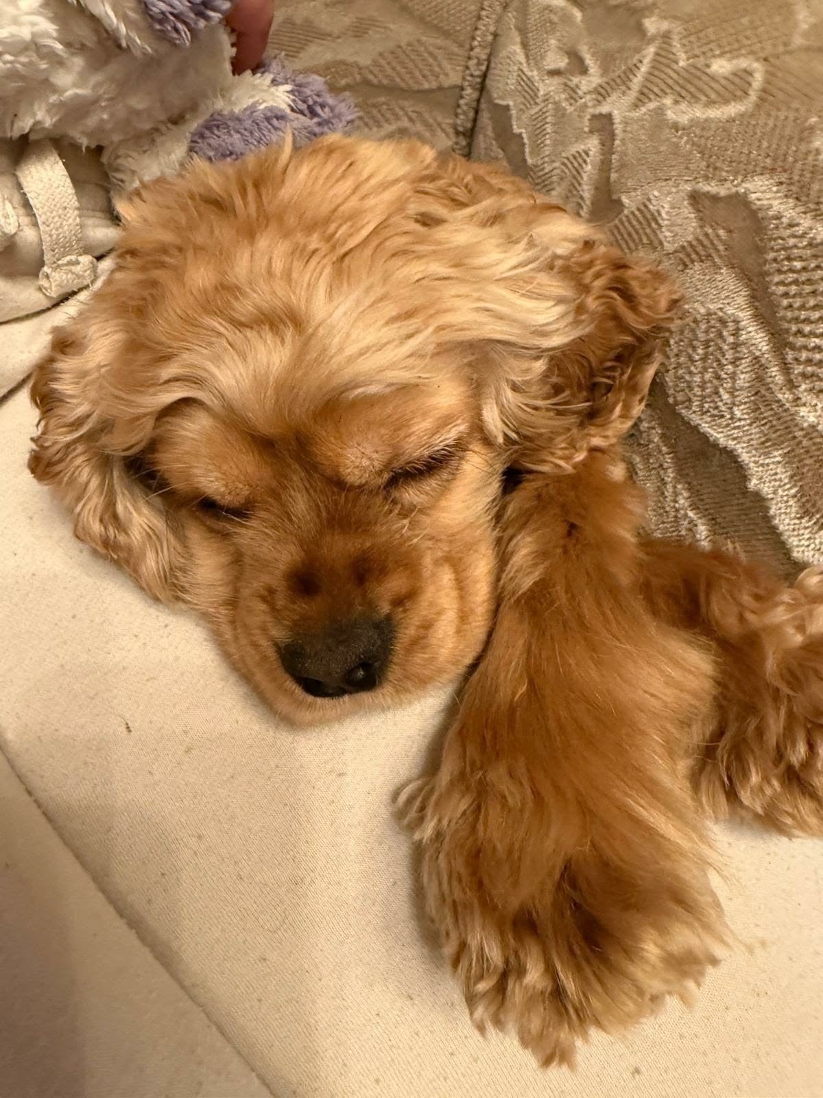 Amerikaanse Cocker Spaniel, Dieren en Toebehoren, België, Particulier, 1 tot 2 jaar, Teef