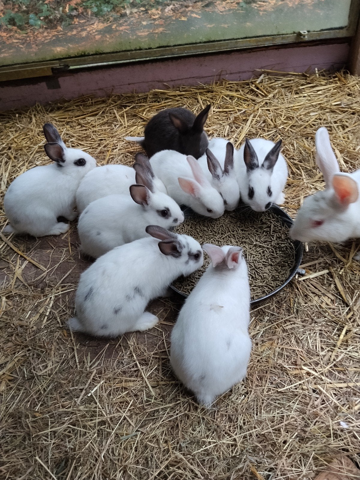 hycole x dwerg, Meerdere dieren, Middelgroot, 0 tot 2 jaar
