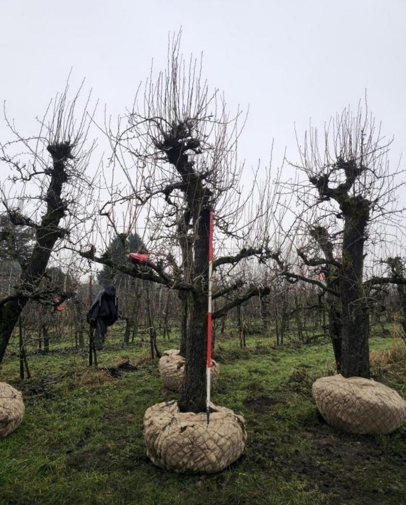 Doyenné du Comice peer, Ophalen, Volle zon, Perenboom, 250 tot 400 cm
