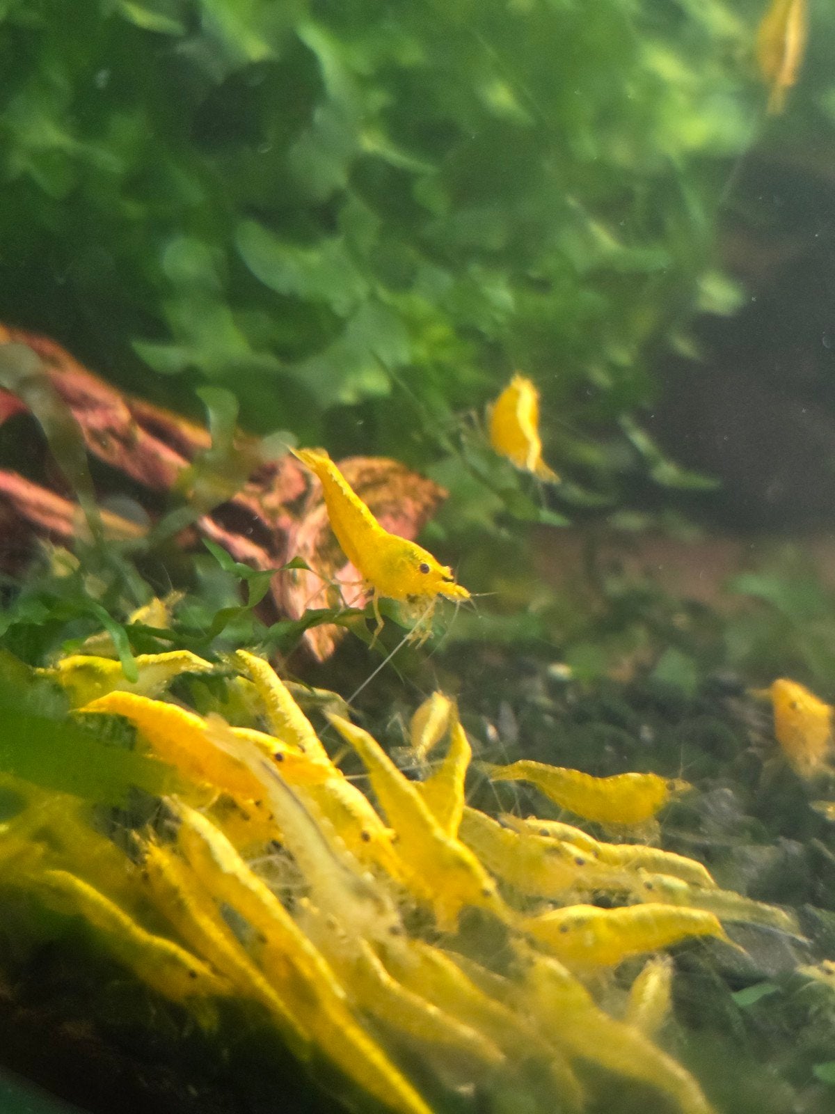 Yellow Neon Fire Backline Neocaridina Garnalen, Kreeft, Krab of Garnaal, Zoetwatervis, Schoolvis