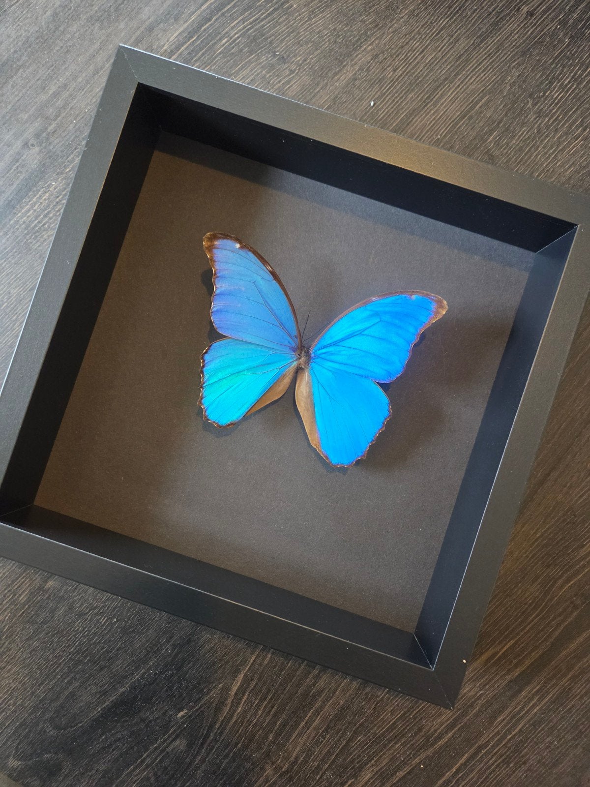 Morpho didius in lijst. blauwe morpho vlinder taxidermie, Ophalen of Verzenden, Nieuw, Insect, Opgezet dier