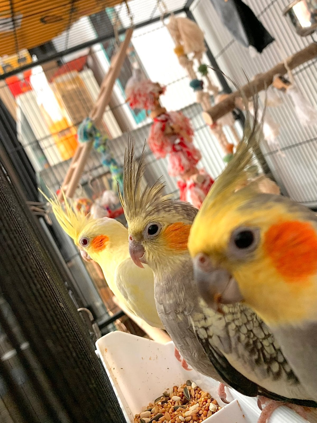 Valkparkieten, Dieren en Toebehoren, Vogels | Overige Vogels, Meerdere dieren, Tam