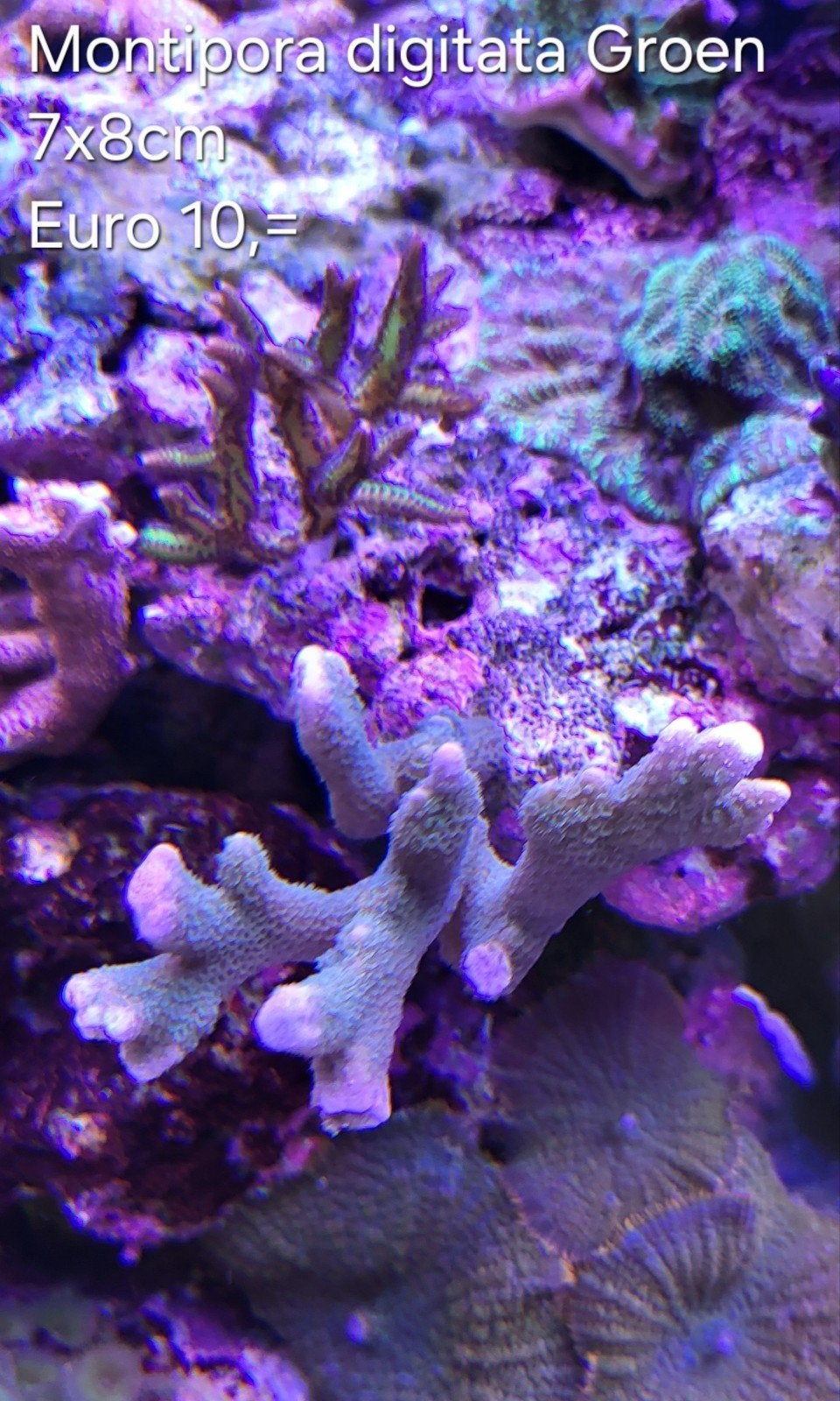Montipora digitata groen, Overige typen