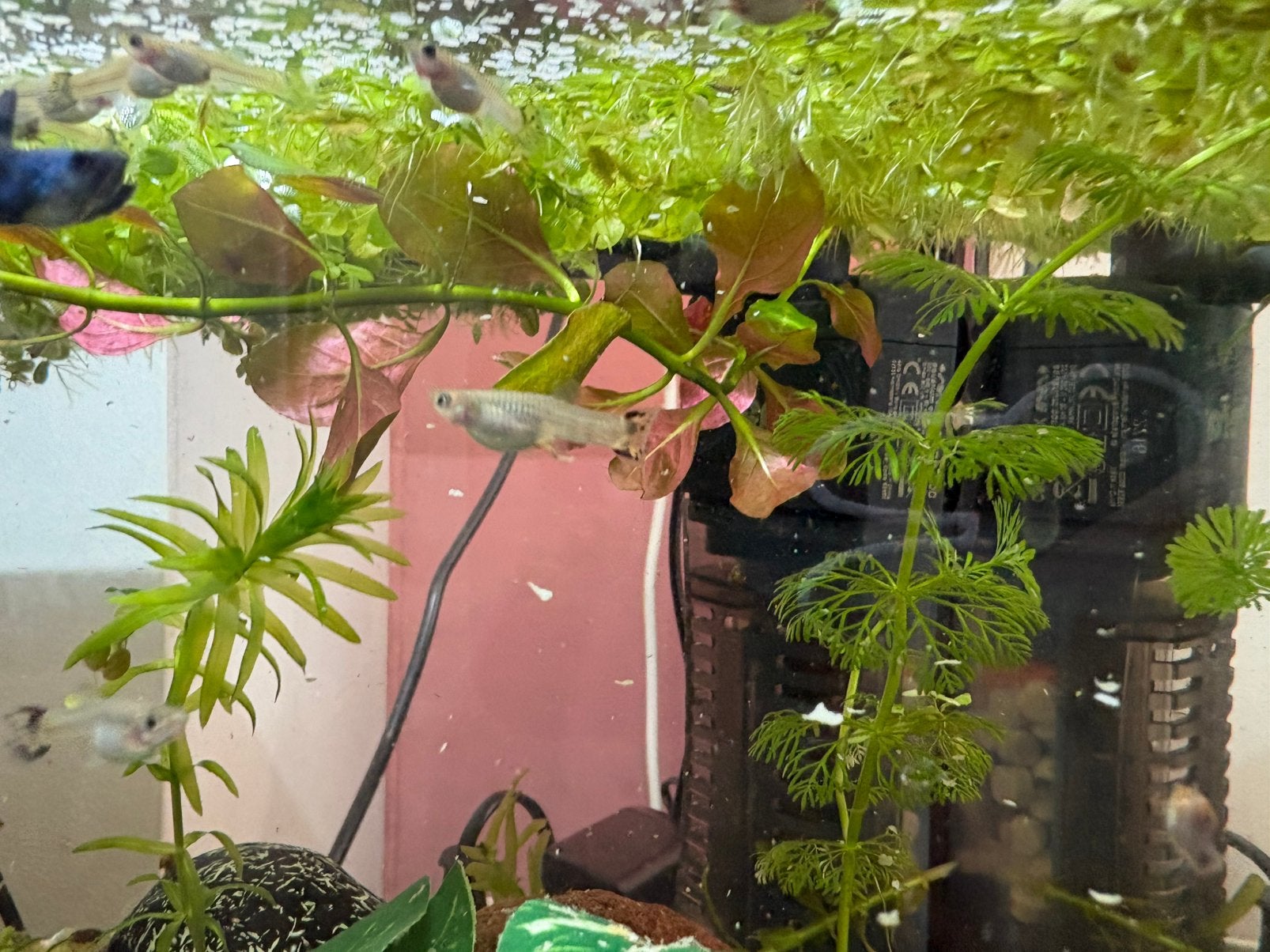 Guppies en evt aquarium, Dieren en Toebehoren, Vissen | Aquaria en Toebehoren, Ophalen