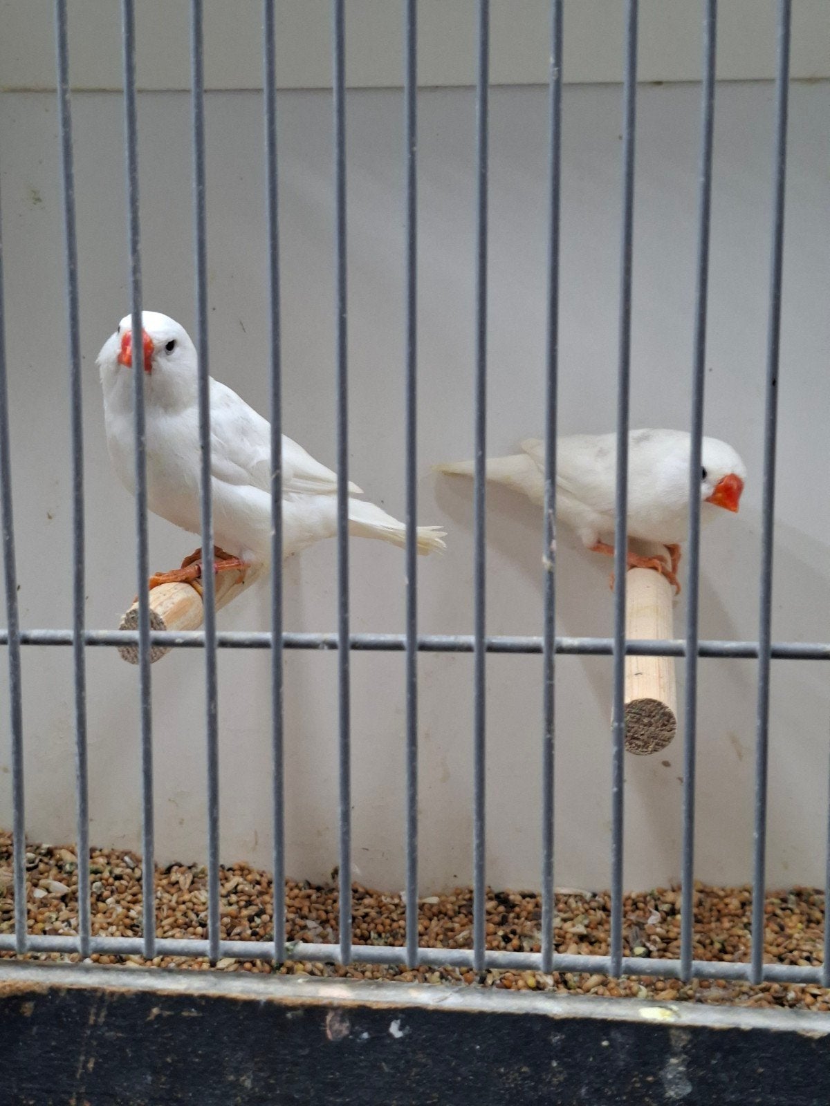 koppel witte zebravinken